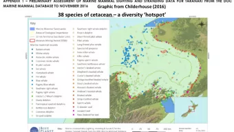 38 species of cetacean  a diversity hotspot  South Taranaki Bight and adjacent waters host