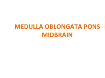 MEDULLA OBLONGATA PONS  MIDBRAIN  MEDULLA OBLONGATA  MEDULLA OBLONGATA The brain stem consists of