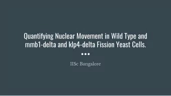 Quantifying Nuclear Movement in Wild Type and  mmb1-delta and klp4-delta Fission Yeast Cells.  IISc