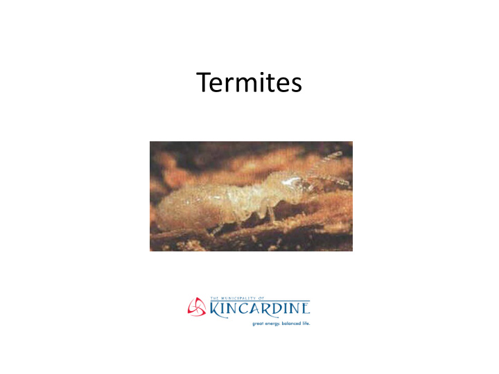 termites what is a termite