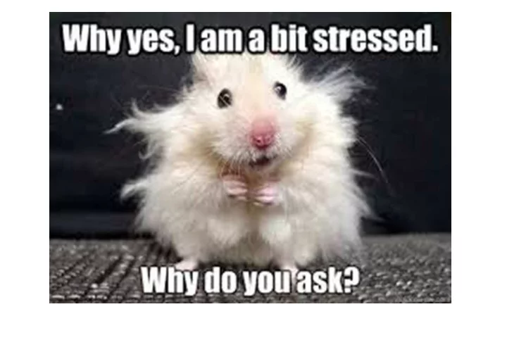future proofing our work stress protections