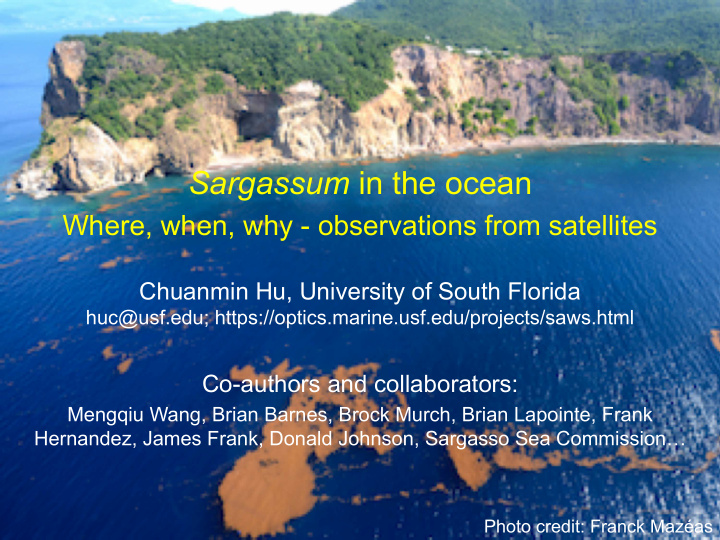 sargassum in the ocean