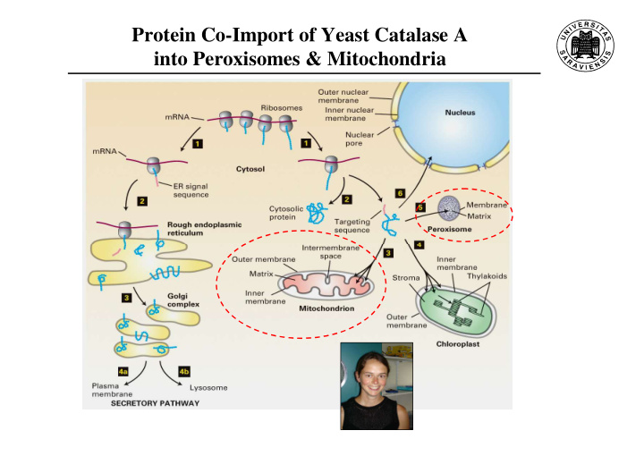 protein co import of yeast catalase a into peroxisomes