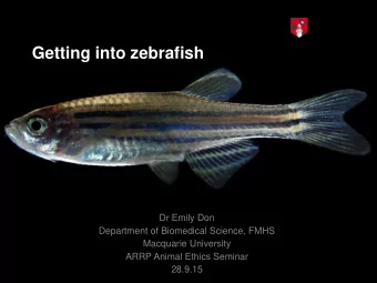 Getting into zebrafish Dr Emily Don Department of Biomedical Science, FMHS Macquarie University