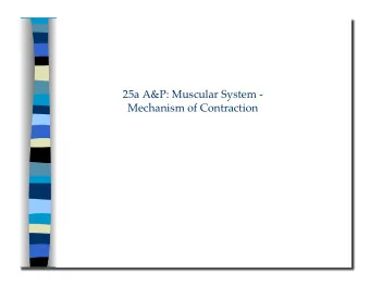 Mechanism of Contraction 25a A&amp;P: Muscular System -  Mechanism of Contraction  Class