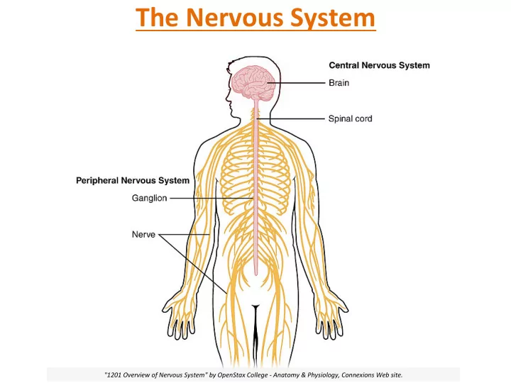the nervous system