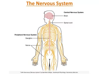The Nervous System  &quot;1201 Overview of Nervous System&quot; by OpenStax College - Anatomy &amp;