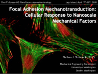 focal adhesion mechanotransduction focal adhesion