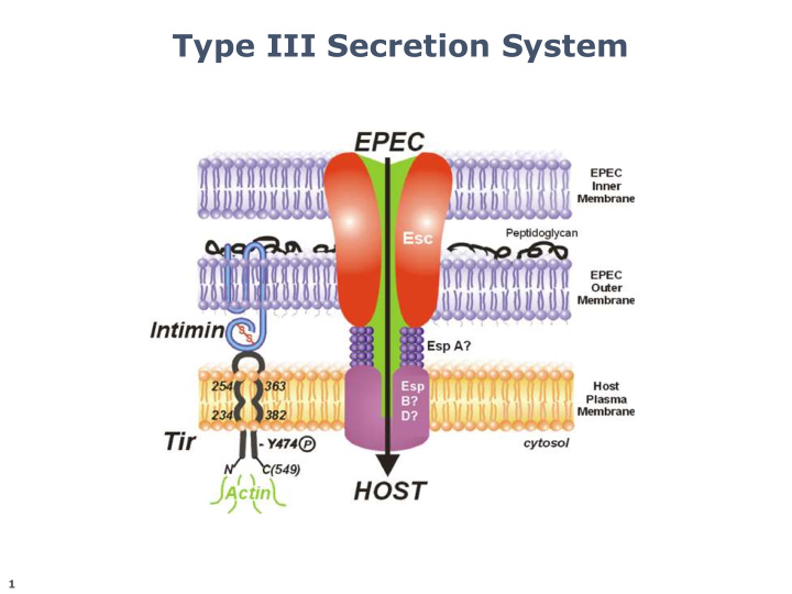 type iii secretion system