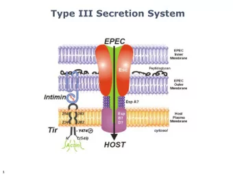 Type III Secretion System  1  Pedestal Formation  Cytoskeletal Proteins Recruited  Tip: active in