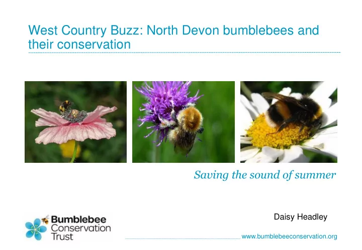 west country buzz north devon bumblebees and their