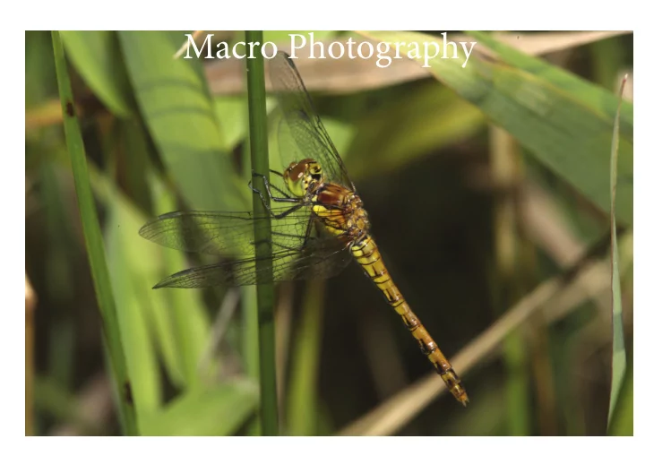 macro photography the technical part macrophotography