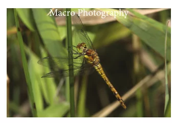 Macro Photography  The technical part  Macrophotography.  MacroPhotography is the capturing of