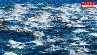 30 mi  million  llion hat  atch  chlings  lings  Coral  ral re  reef  efs  s in Mex  exico  ico an