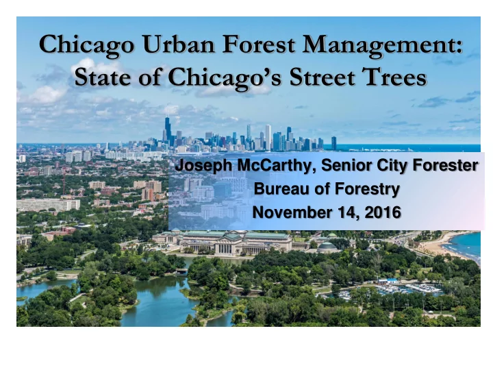 state of chicago s street trees