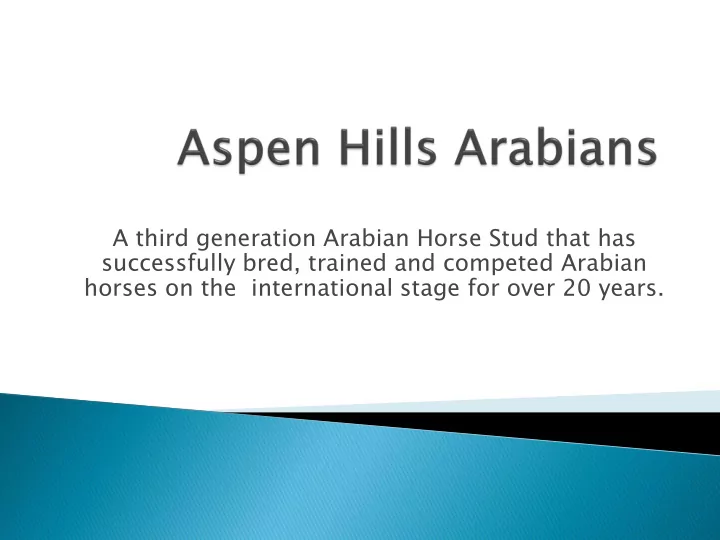 a third generation arabian horse stud that has