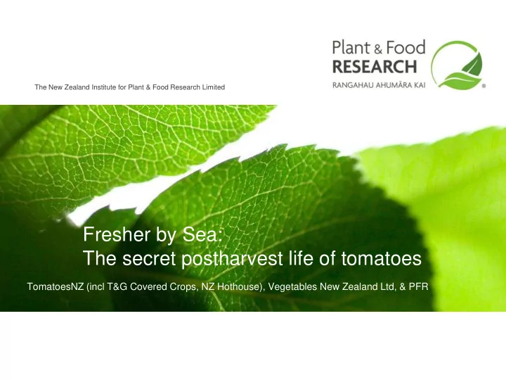 the secret postharvest life of tomatoes