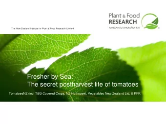 The secret postharvest life of tomatoes  TomatoesNZ (incl T&amp;G Covered Crops, NZ Hothouse),