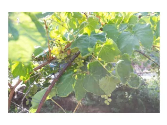 Vision Growing a Gardening Community where we  educate our children on food literacy by creating  a