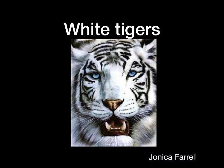 white tigers
