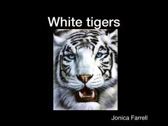 White tigers  Jonica Farrell  White fur black  stripes  White tigers are majestic and beautiful!