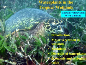 Waterplants in the  Tropical Wetlands  Chavalit Vidthayanon  WWF Thailand  Introduction