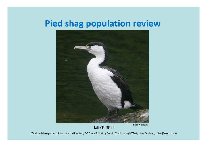 pied shag population review