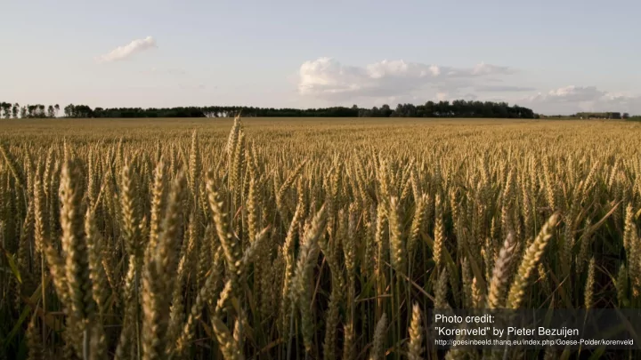 photo credit korenveld by pieter bezuijen
