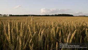 Photo credit:  Korenveld&quot; by Pieter Bezuijen
