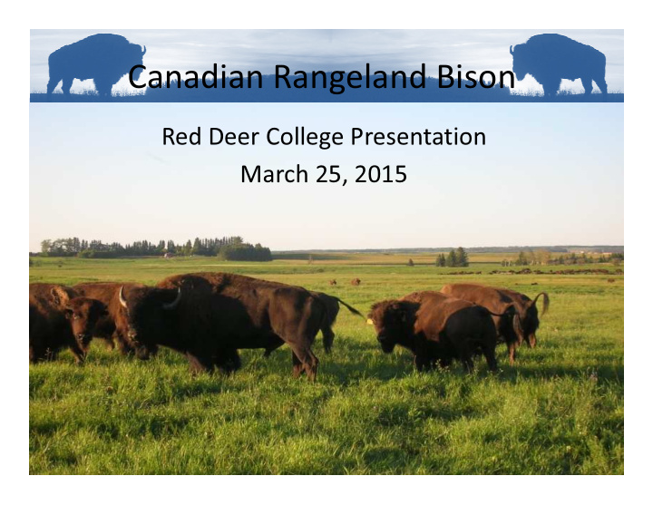 canadian rangeland bison
