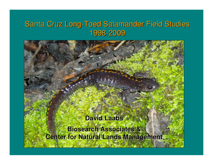 santa cruz long toed salamander field studies toed