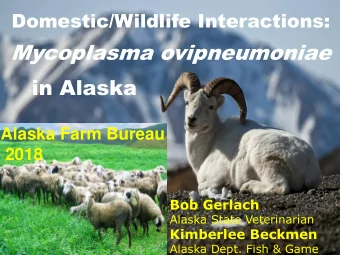 Mycoplasma ovipneumoniae  in Alaska  Alaska Farm Bureau  2018  Bob Gerlach  Alaska State