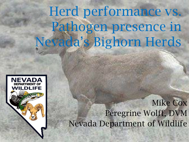 herd performance vs pathogen presence in nevada s bighorn