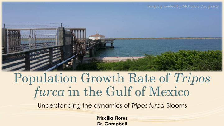 population growth rate of tripos furca in the gulf of
