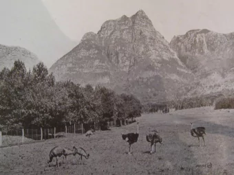 Historical reflections of the evolving  relationship between urban settlement  and ecological