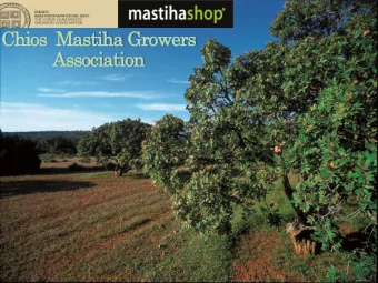 Chios  astiha Growers  Association  Chios Mastiha Growers Association / profile  Founded in