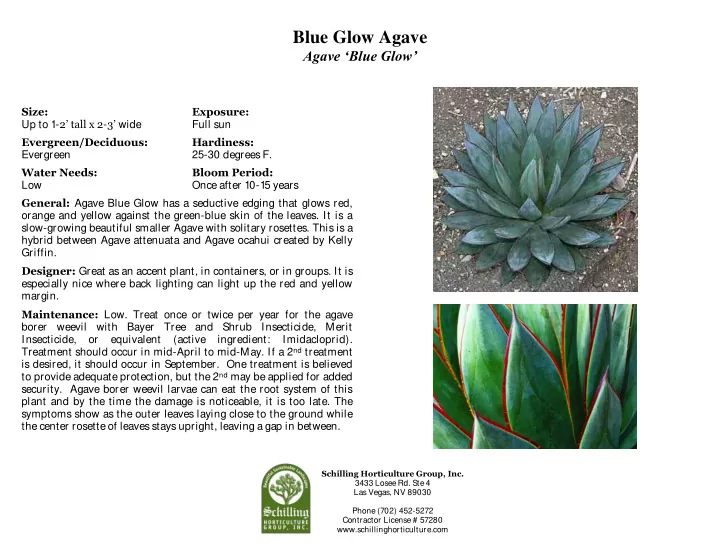 blue glow agave