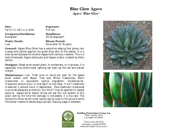 Blue Glow Agave Agave Blue Glow Size:  Exposure: Up to 1- 2 tall x 2 - 3 wide  Full sun