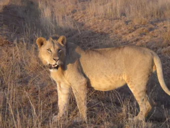 Its not about the money  1  Whats Emerging in Emerging Markets  The New Frontier  Nov-Dec