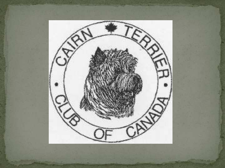 the canadian cairn terrier standard history the cairn