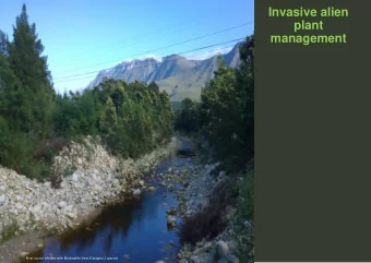 Invasive alien  plant  management  River course infested with Blackwattle trees (Category 2