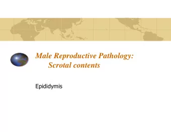 Male Reproductive Pathology:  Scrotal contents  Epididymis Epididymis : Diseases  Epididymis is one