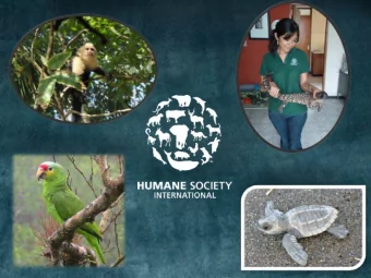 HUMANE  SOCIETY  INTERNATIONAL  Five Key Areas  Improving Street Animal Welfare  Stopping