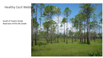 Healthy Cecil Webb  South of Tuckers Grade  Road east of the SAL Grade  Southwest  Cecil Webb