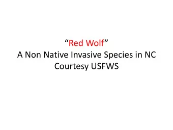 Red Wolf   A Non Native Invasive Species in NC  Courtesy USFWS  64 OUT OF 132 WOLVES WERE