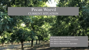 Pecan Weevil  CURRENT SITUATION  Western Pecan Growers Association  New Mexico Pecan Growers