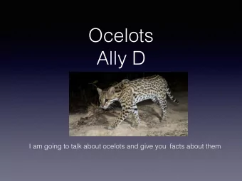 Ocelots  Ally D I am going to talk about ocelots and give you  facts about them   What they look