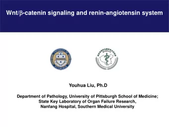 Wnt/ b -catenin signaling and renin-angiotensin system  Youhua Liu, Ph.D  Department of Pathology,