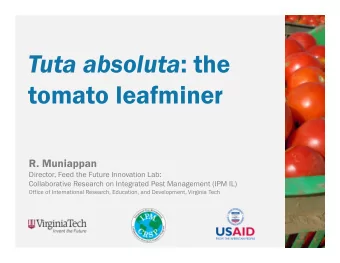 Tuta absoluta : the  tomato leafminer  R. Muniappan  Director, Feed the Future Innovation Lab: