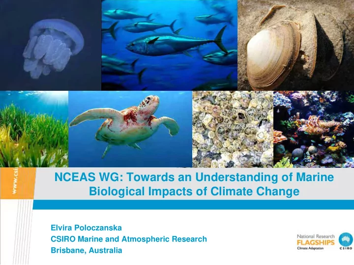 nceas wg towards an understanding of marine biological